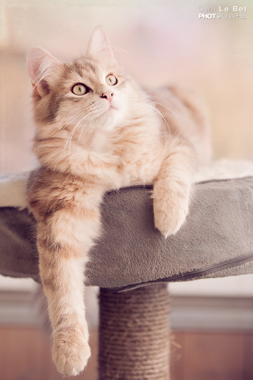 IMAGE: http://domainedefloux.fr/photos/loki2.jpg